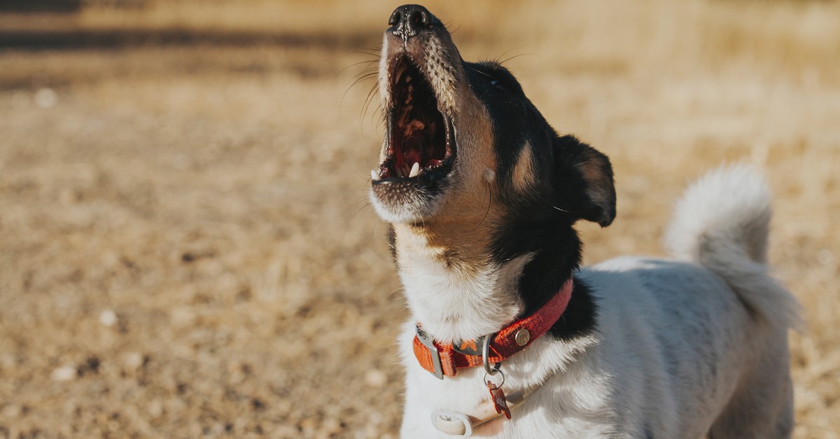 Latrato del cane: cos’è e cosa significa