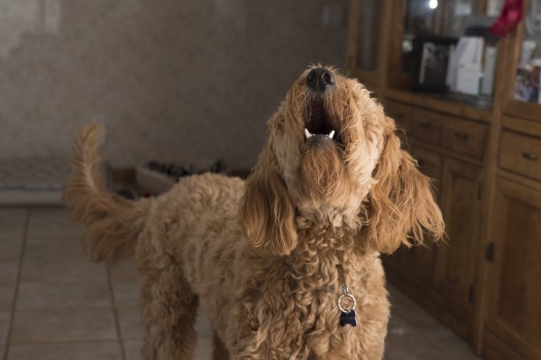 un cane ulula in casa