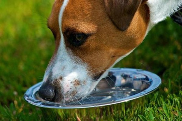 un cane beve acqua dalla ciotola