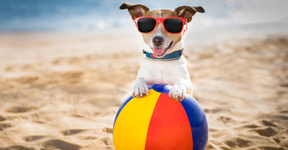 I cani si possono scottare al sole, d’estate?