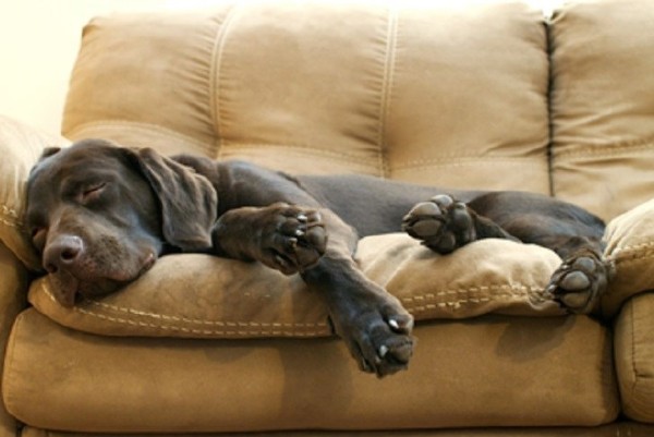 un cane nero dorme sdraiato sul divano