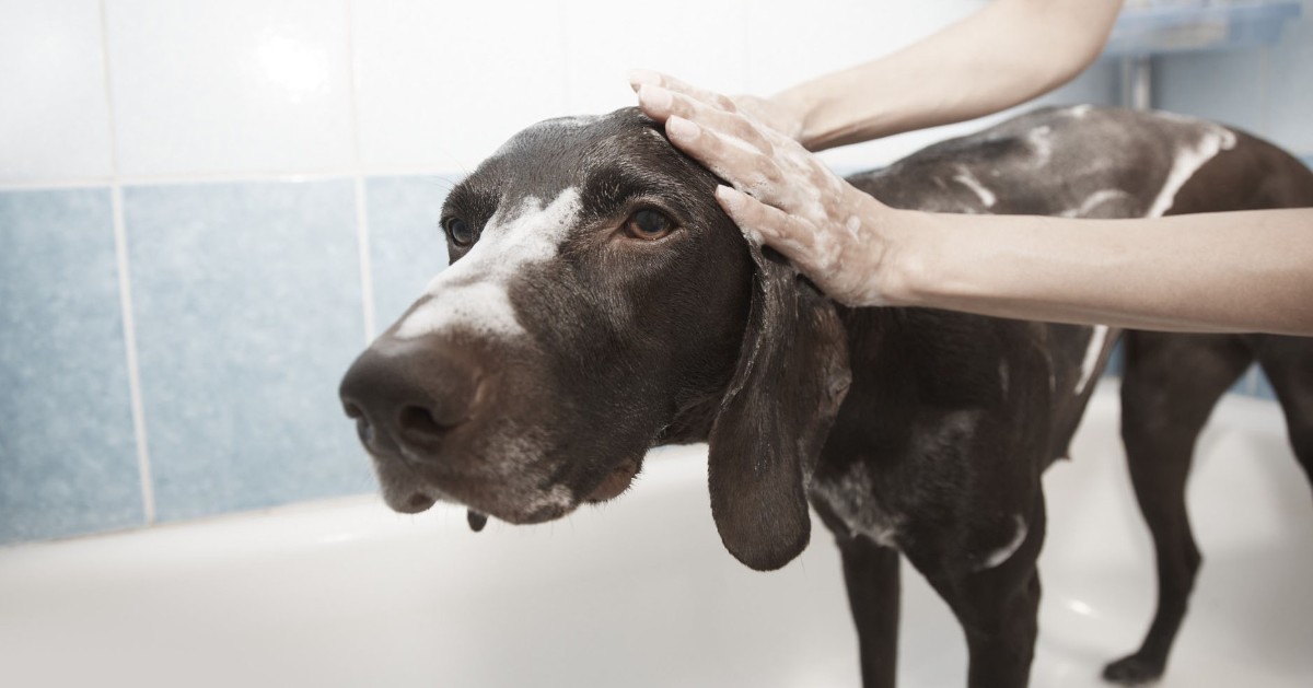 Quanto spesso si fa il bagno al cane?