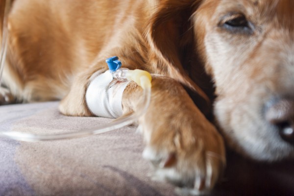 un cane fa una trasfusione