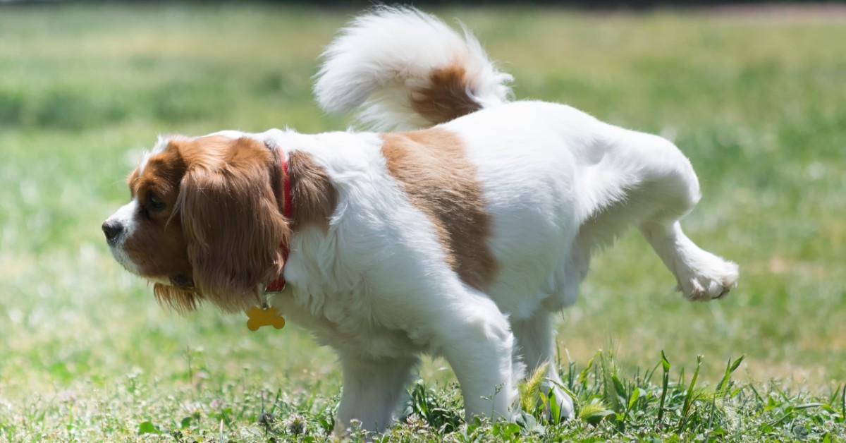 Perché il cane fa meno pipì dopo un’operazione?