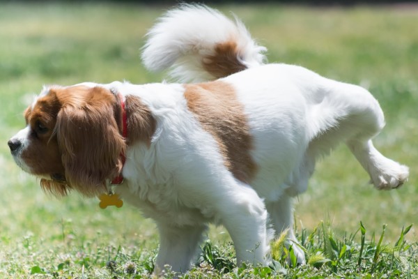 un cane fa la pipì con la zampa alzata