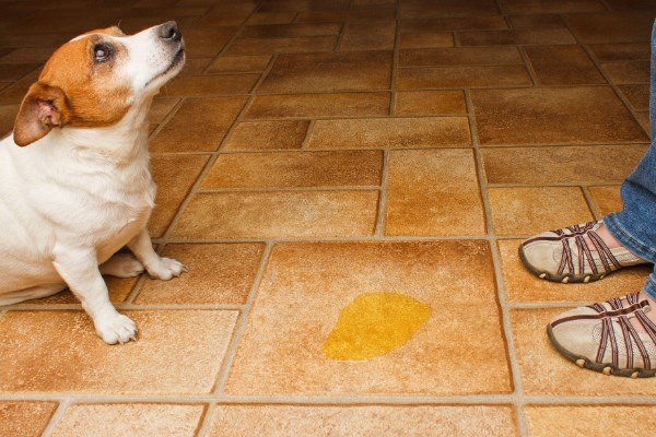 un cane viene rimproverato per la pipì