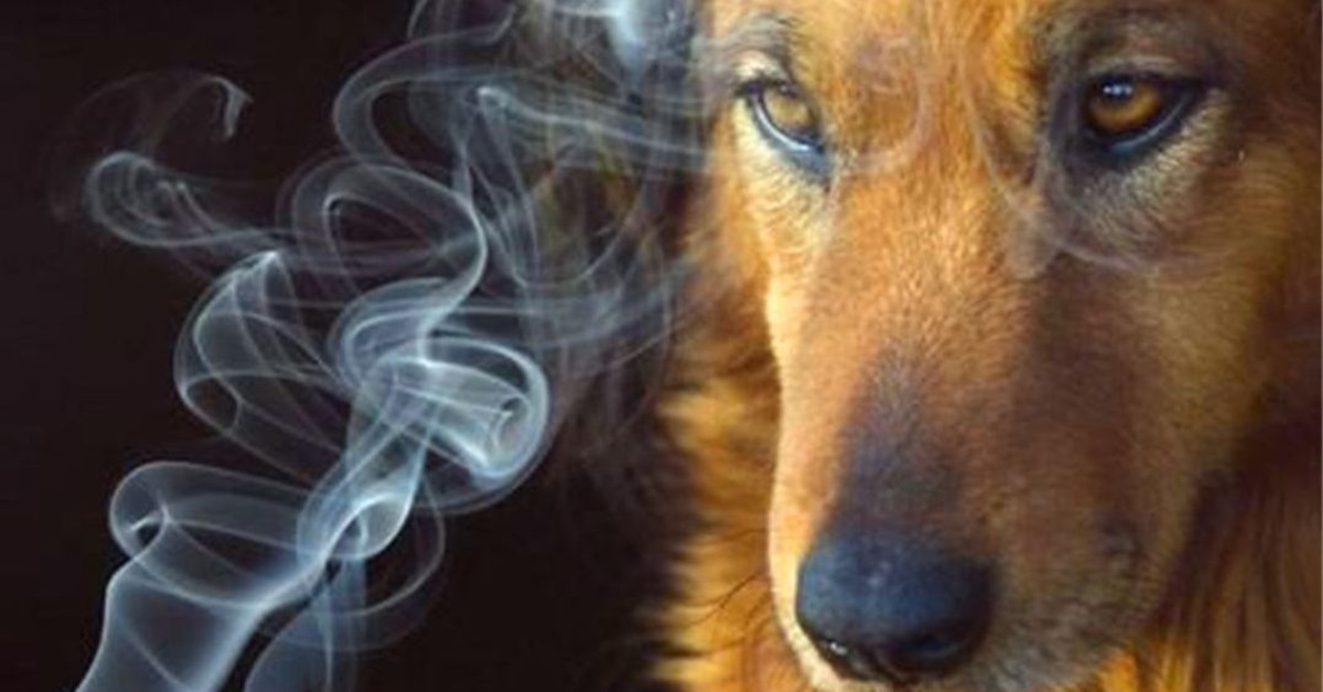 Cani e fumo: l’effetto delle sigarette su Fido