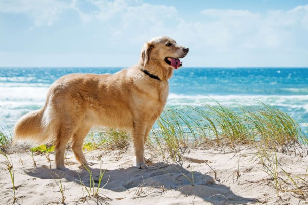 un cane sulla sabbia