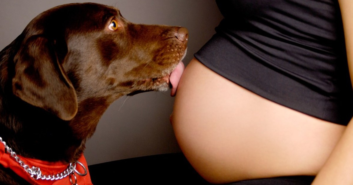 Perché i cani proteggono le donne in gravidanza?