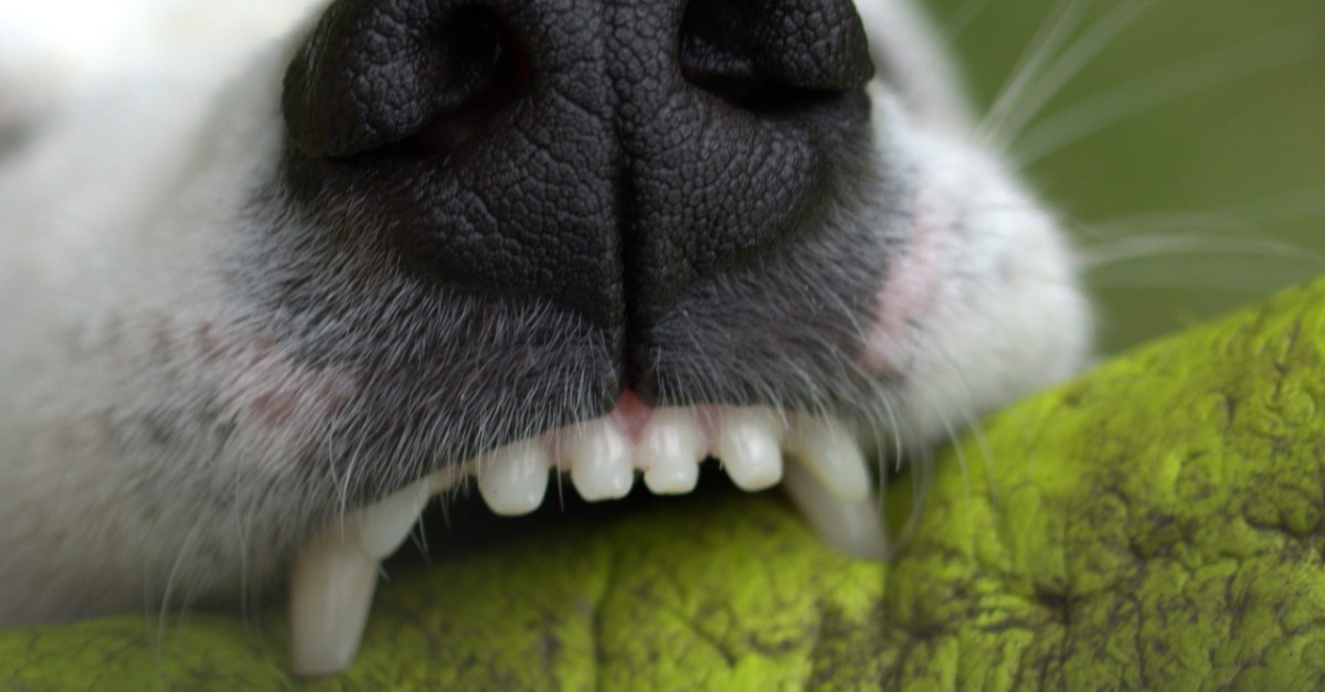 Denti del cane trascurati: cosa succede senza le cure giuste?