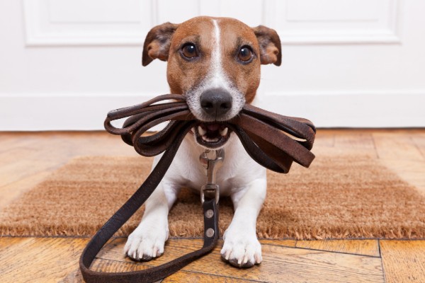 un jack russel prende il guinzaglio