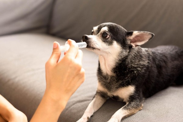 un cane prende la medicina sul divano