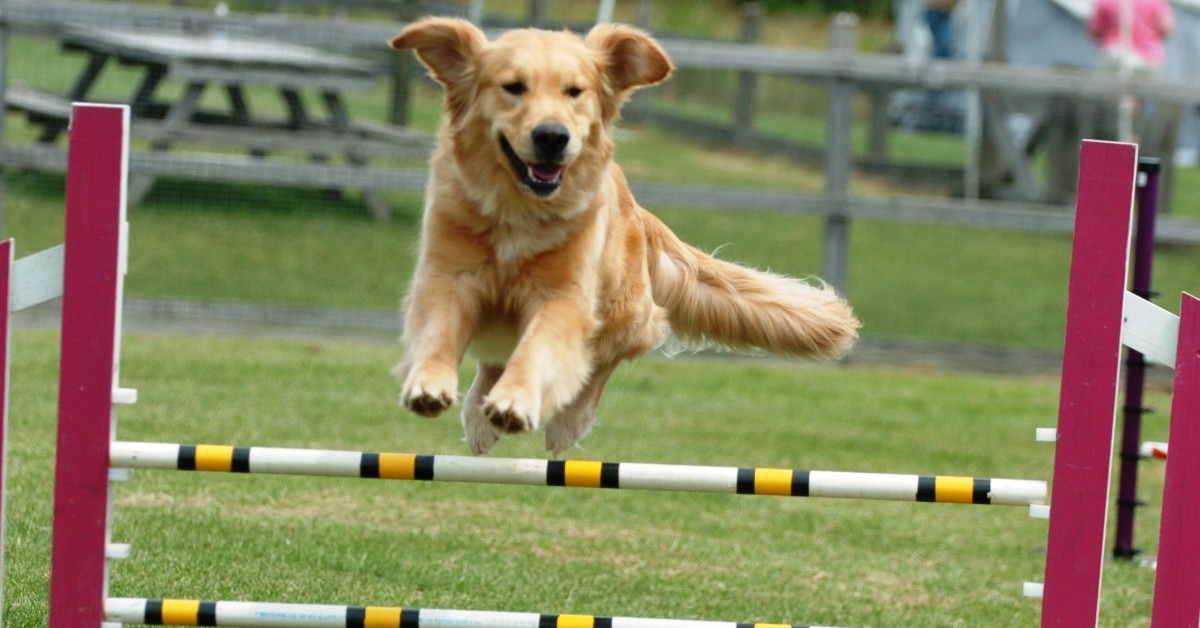 Come far saltare il cane a comando