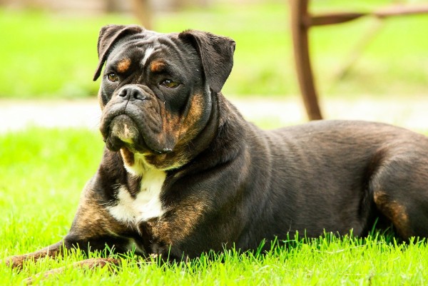 un boxer sdraiato sull'erba