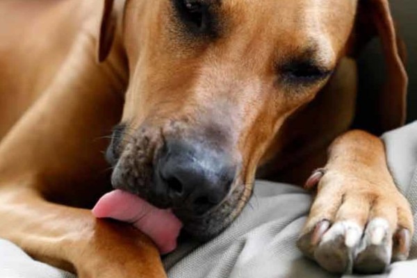 un cane si lecca il pelo