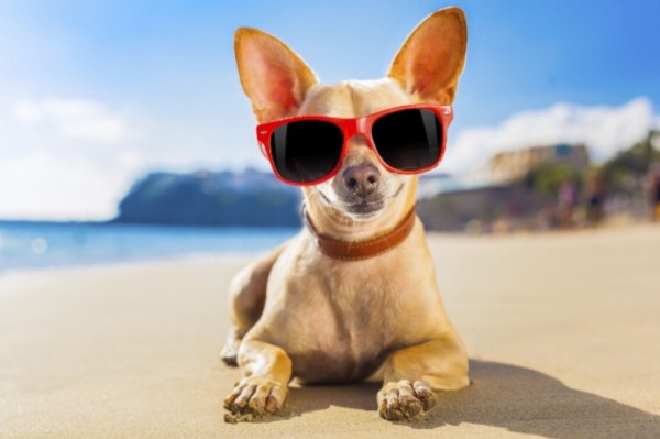 un cane con gli occhiali da sole