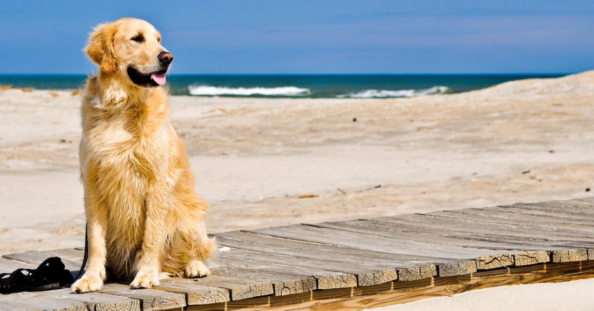 Spiagge libere per cani in Sicilia: ecco quali sono