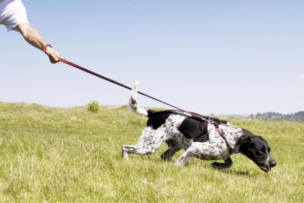 un cane tira il proprietario