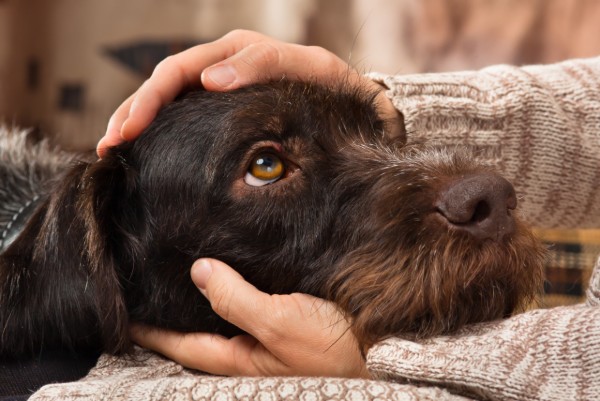 un cane sdraiato sulle ginocchia