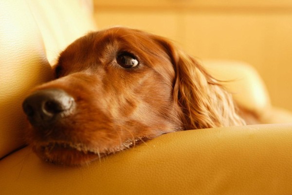 un cane sdraiato su una poltrona