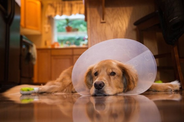 un cane sdraiato dopo un intervento