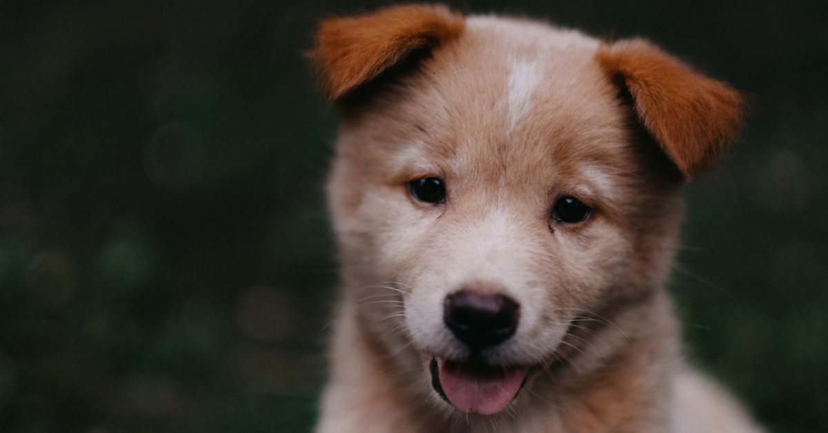 Un cane può essere gentile? Come si capisce?