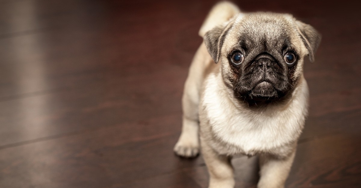 Cos’è la sindrome delle vie aree brachicefale nel cane