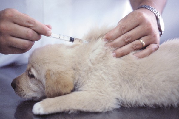 un cucciolo fa un prelievo di sangue