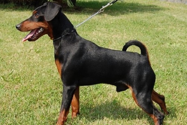 un pinscher tira il guinzaglio