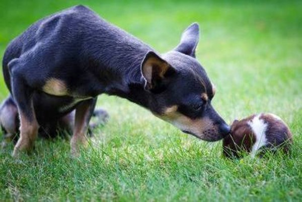 un pinscher seduto sul prato