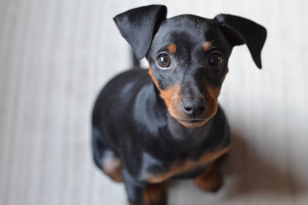 un pinscher seduto