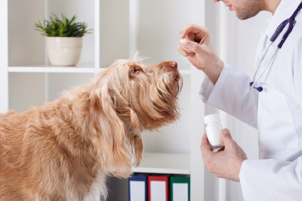 un cane riceve la medicina dal veterinario