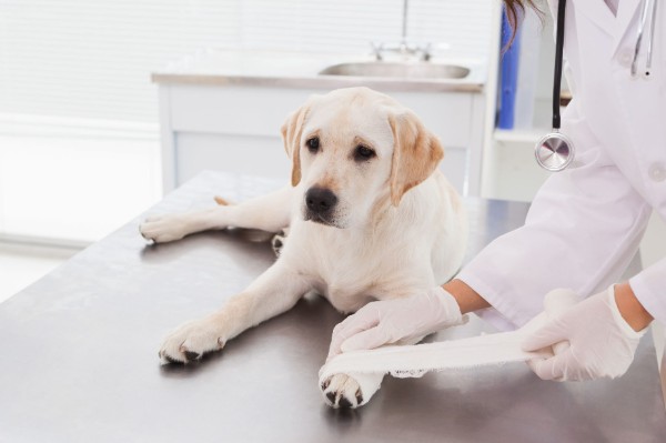 a un cane viene fasciata una zampa