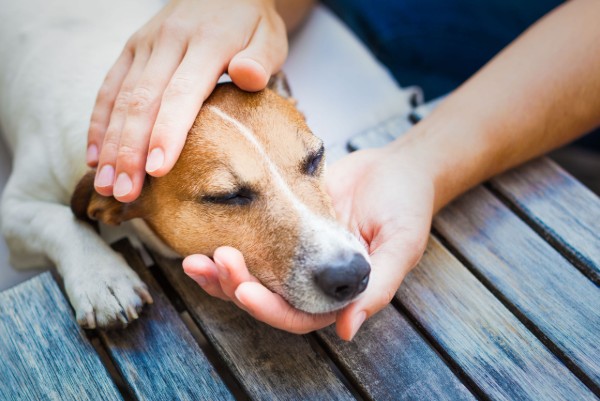 un cane vomita