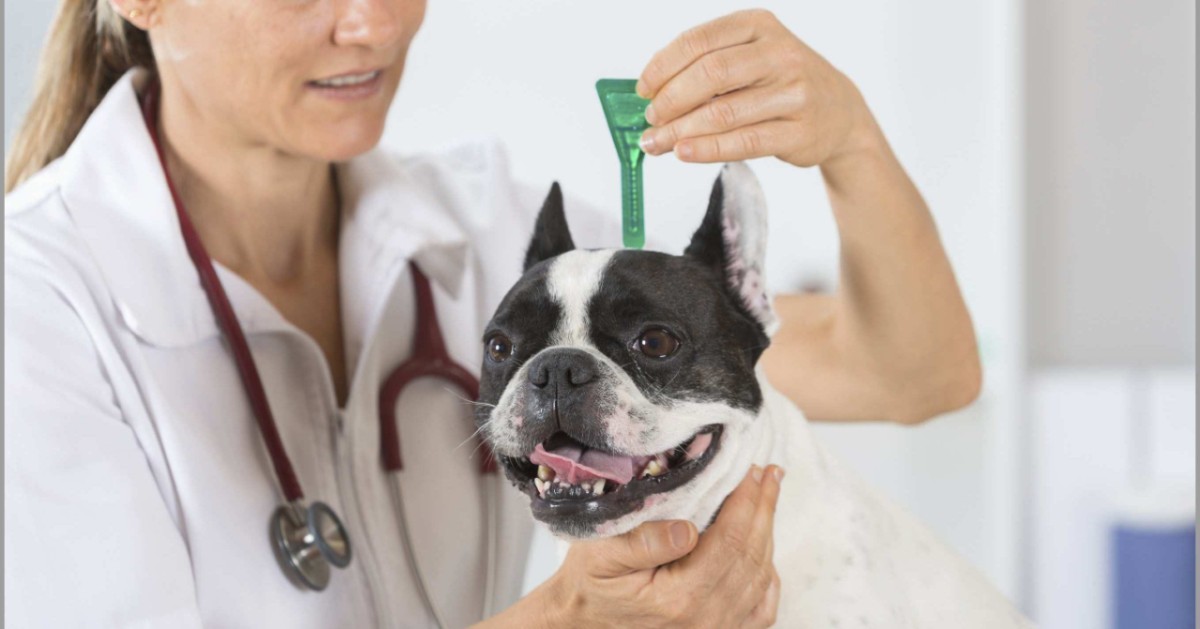 Ivermectina per i cani: cos’è e a che serve questa medicina