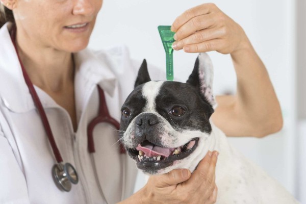 un cane riceve l'antiparassitario