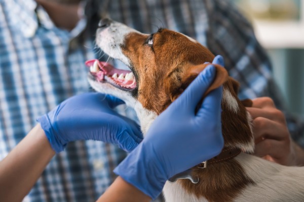 un cane in visita del veterinario