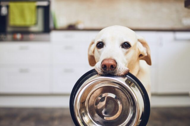 I cani possono mangiare le uova?