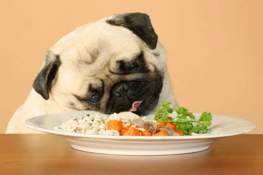 cane carlino mangia