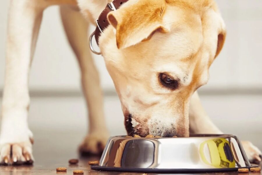 cane mangia la sua pappa