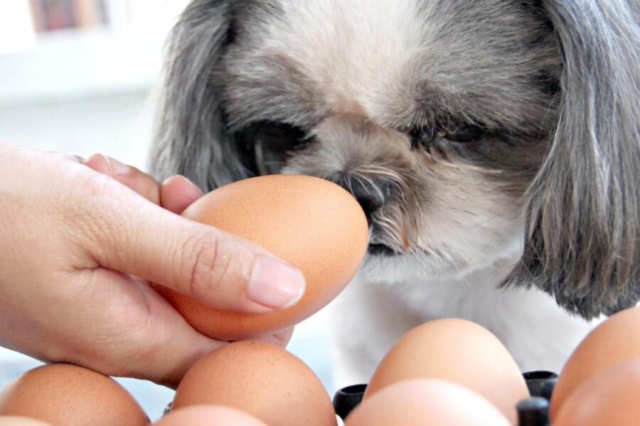 cane incuriosito dalle uova