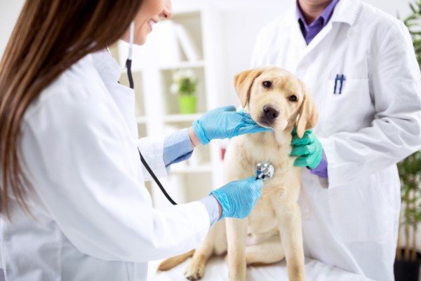 visita del battito cardiaco al cane