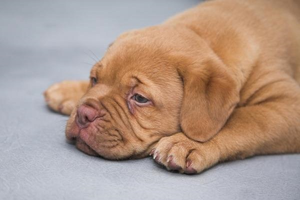 cucciolo di cane con il singhiozzo