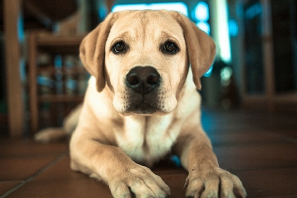 cane labrador