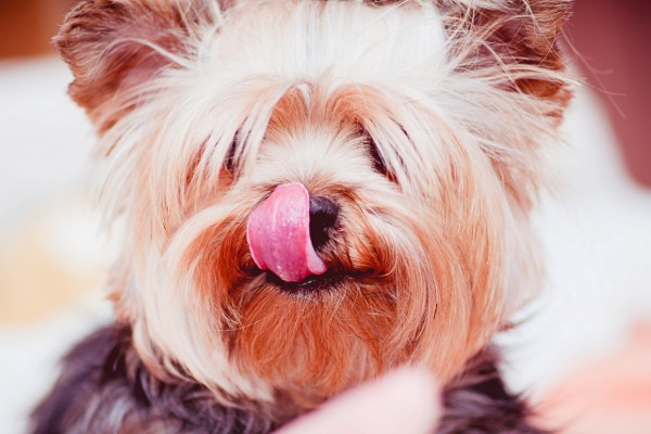 un cane si lecca il nasino