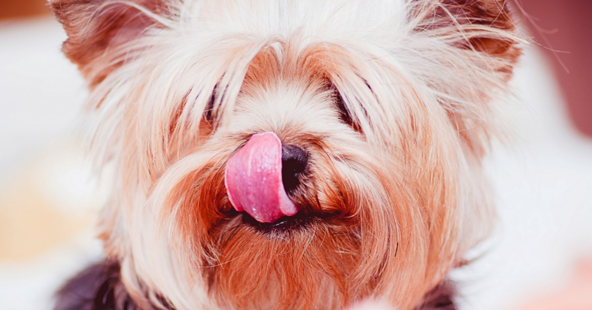 Perché il cane si lecca il naso?