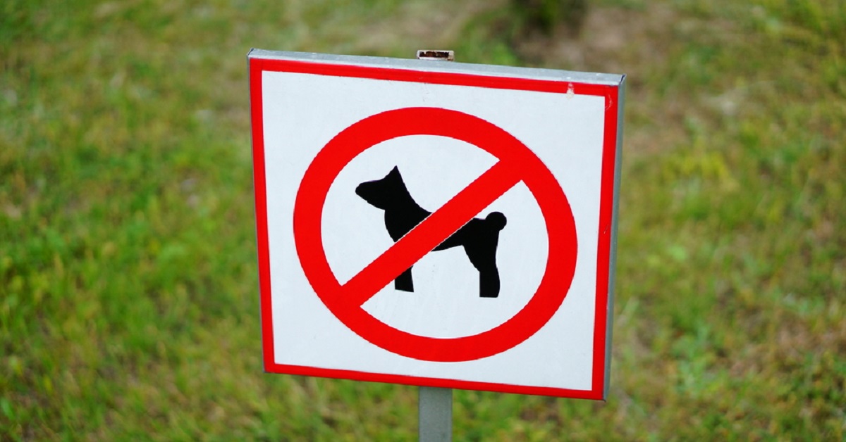 Zungri, ordinanza vieta la presenza di cani in piazze e ville
