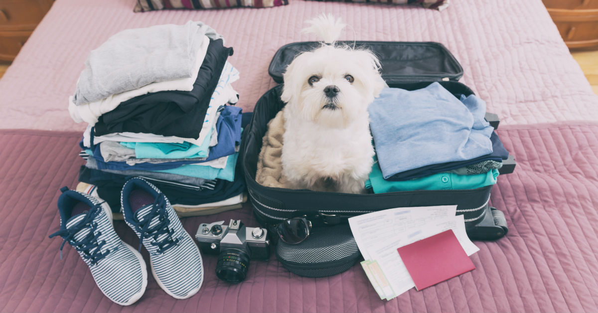 Bagaglio del cane in vacanza: cosa metterci (e cosa non dimenticare)