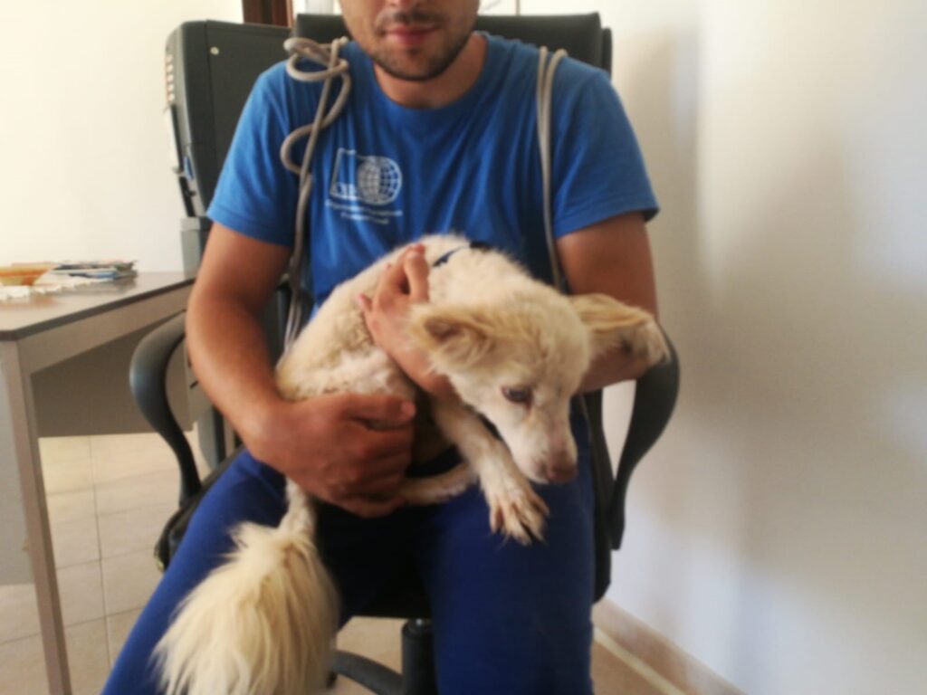 Cagnolina cieca con un ragazzo