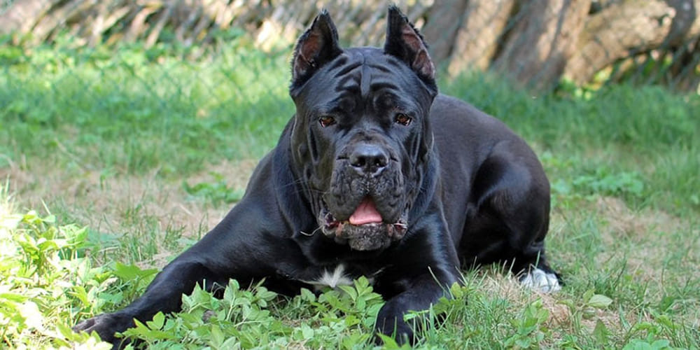 Cane Corso